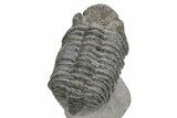 Drotops Trilobite With White Patina - Mrakib, Morocco #235802-3